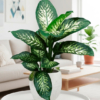 Dieffenbachia Tropic