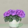 Hortensie